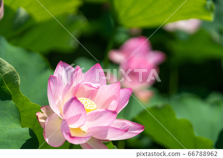 古代蓮花，男鹿蓮花_吉野裡歷史公園 66788962