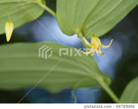 Touhou Takeshimaran Touhou Takeshimaran 66789068