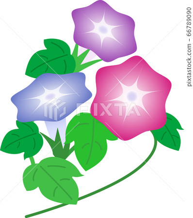 Flowers, morning glory Flowers, morning glory 66789090