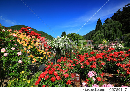 初夏花卷溫泉玫瑰園 66789147