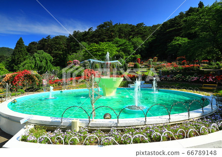 初夏花卷溫泉玫瑰園 初夏花卷溫泉玫瑰園 66789148