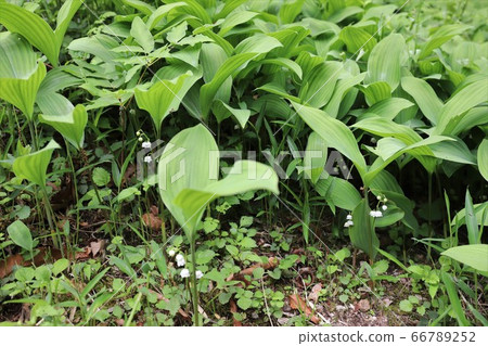 Nara Prefecture Lily of the valley colony Nara Prefecture Lily of the valley colony 66789252