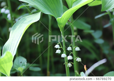 奈良縣鈴蘭殖民地 66789270