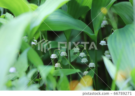 奈良縣鈴蘭殖民地 奈良縣鈴蘭殖民地 66789271