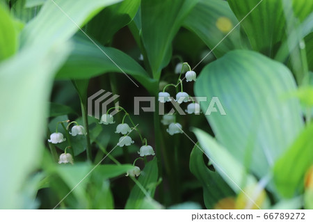 Nara Prefecture Lily of the valley colony Nara Prefecture Lily of the valley colony 66789272