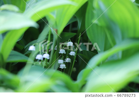 奈良縣鈴蘭殖民地 奈良縣鈴蘭殖民地 66789273