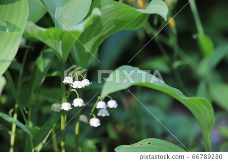 Nara Prefecture Lily of the valley colony 66789280