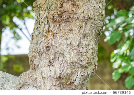 Shii: Shii (Chrysalis subfamily, Cryptophyta genus) skin, wood, bark, outer skin, bark, wood grain Shii: Shii (Chrysalis subfamily, Cryptophyta genus) skin, wood, bark, outer skin, bark, wood grain 66789346