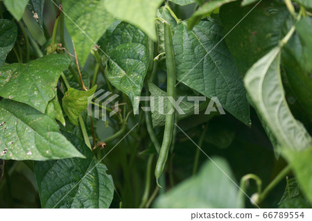 Green beans 66789554