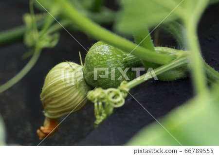 Pumpkin Pumpkin 66789555