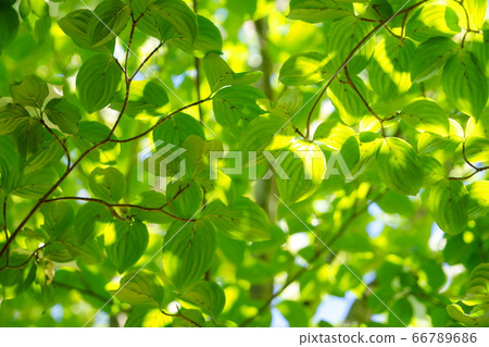 Yamaboshi Fresh Green-8 66789686