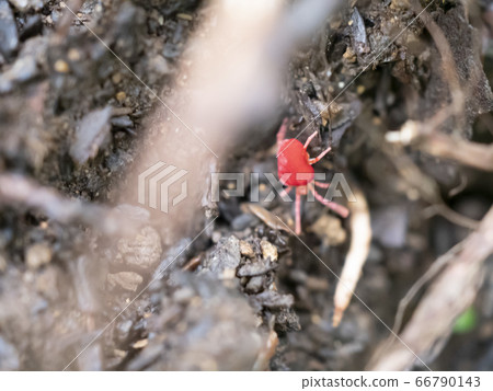 Red small pest "Cabbana pallidum" Red small pest "Cabbana pallidum" 66790143