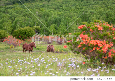 阿比高原春天①/放牧馬匹和杜鵑杜鵑花/中葉場/阿比高原/八/平市/岩手縣 66790336