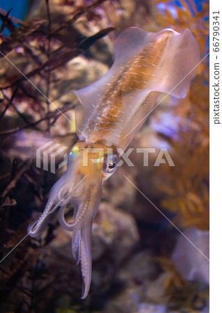 游泳Aori魷魚② 66790341