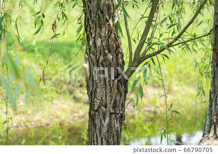 垂柳：垂柳（柳科）樹皮，樹皮，樹皮，船體，樹皮，穀物 66790705