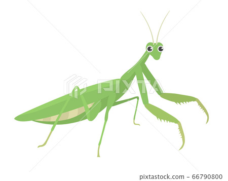 Mantis illustration Mantis illustration 66790800
