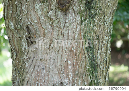 仙丹:箱根(仙台科),樹皮,樹皮,樹皮,外皮,樹皮,木紋 仙丹:箱根(仙台科),樹皮,樹皮,樹皮,外皮,樹皮,木紋 66790904