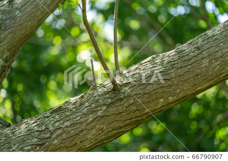 仙丹：箱根（仙台科），樹皮，樹皮，樹皮，外皮，樹皮，木紋 66790907