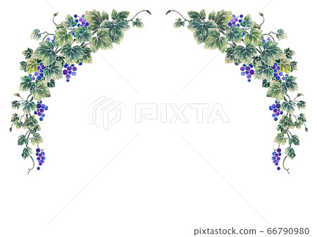 Frame of grape illustration 07-1 (white line) 66790980