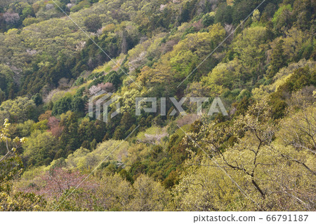 A view of the eastern slopes near the summit of the mountain cherry blossoms A view of the eastern slopes near the summit of the mountain cherry blossoms 66791187