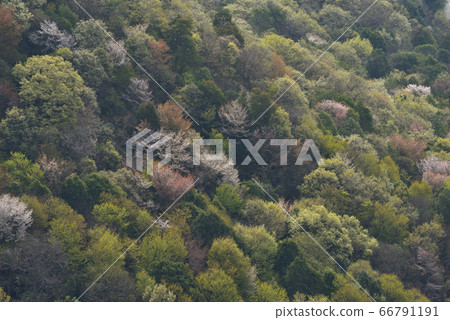A view of the eastern slopes near the summit of the mountain cherry blossoms A view of the eastern slopes near the summit of the mountain cherry blossoms 66791191