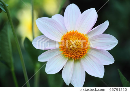 Dahlia Dahlia 66791230