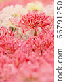 群集孤挺花Higanbana Manju莎莎粉紅色的花 66791250