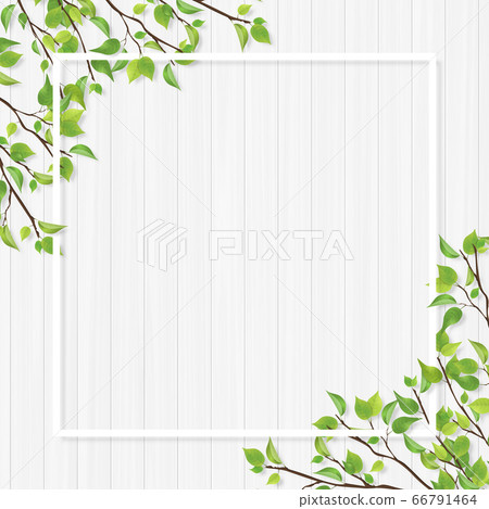 新鮮的綠色框白木白線 66791464