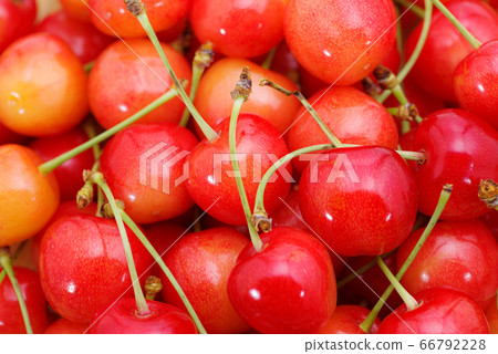 Served cherries close-up Served cherries close-up 66792228