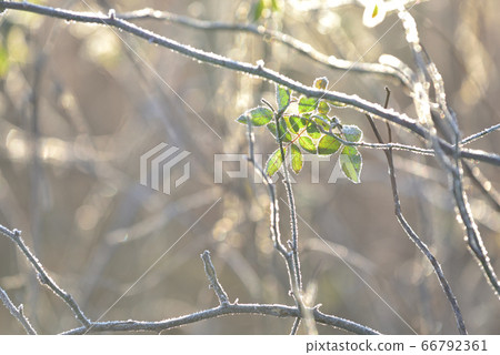 Wild rose leaves covered in frost in the morning sun Morning at Watarase Reservoir in winter 66792361
