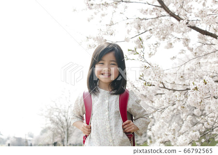 櫻花和新的一年級學生 66792565