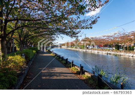 Shinkawa autumn leaves (Edogawa Ward) Shinkawa autumn leaves (Edogawa Ward) 66793363