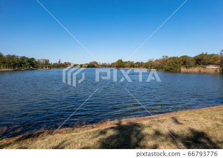 Mizumoto Park Autumn leaves Mizumoto Park Autumn leaves 66793776