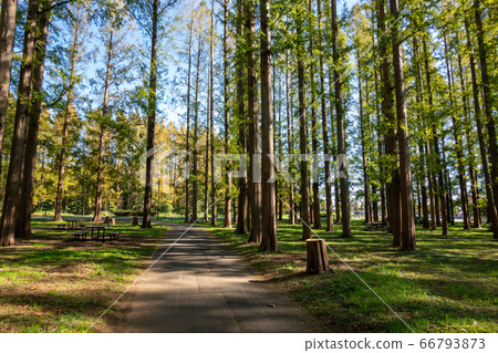 Mizumoto Park Autumn leaves 66793873