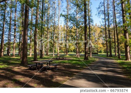 Mizumoto Park Autumn leaves 66793874