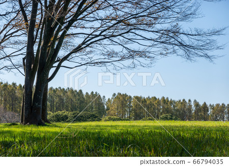 Mizumoto Park Autumn leaves 66794035
