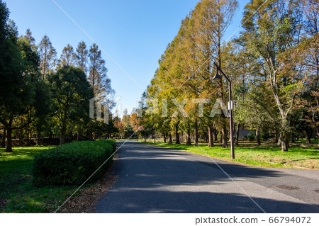 Mizumoto Park Autumn leaves 66794072