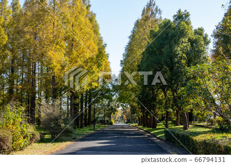 Mizumoto Park Autumn leaves Mizumoto Park Autumn leaves 66794131