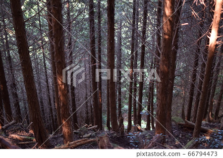 Forest of Mt. Forest of Mt. 66794473