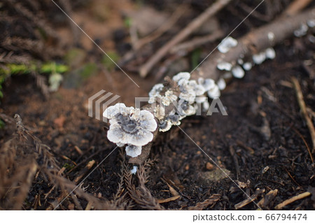 Mushrooms of Mt. 66794474