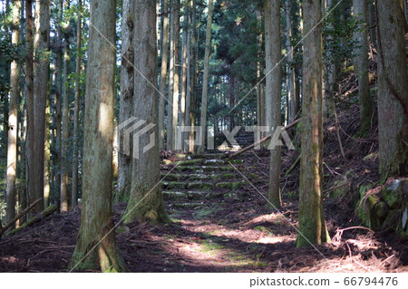 A mountain trail scene on Mt. Kubotei surrounded by cedar trees (Buzen City, Fukuoka Prefecture) A mountain trail scene on Mt. Kubotei surrounded by cedar trees (Buzen City, Fukuoka Prefecture) 66794476