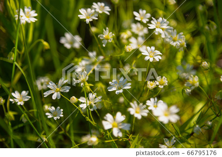Greater Stitchwort or Stellaria holostea flowers Greater Stitchwort or Stellaria holostea flowers 66795176