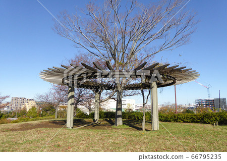 isa公園(江戶川區)的秋葉 isa公園(江戶川區)的秋葉 66795235