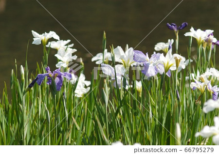 公園的虹膜（白色） 66795279