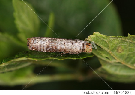 Creature Insect Mokkoku Himehamaki, 1 cm broken branch? It's getting better Creature Insect Mokkoku Himehamaki, 1 cm broken branch? It's getting better 66795825