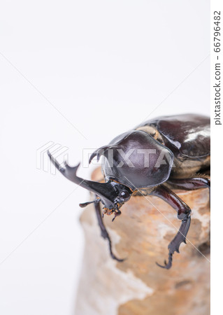 [Male beetle] 66796482