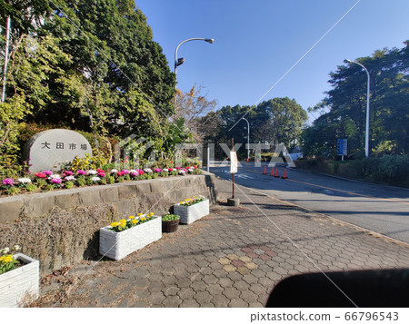 大田市場 66796543