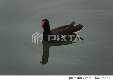 Wild bird van 66796565