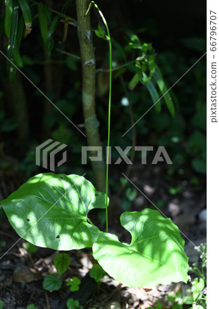 Nata bean vine and true leaves 66796707