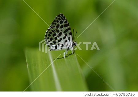 鵝清水 鵝清水 66796730